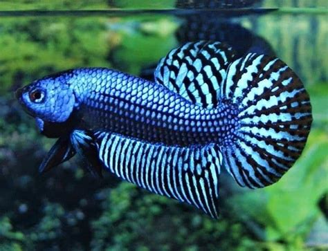 betta fish for sale australia
